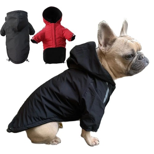 Autumn winter pet dog - autumn,