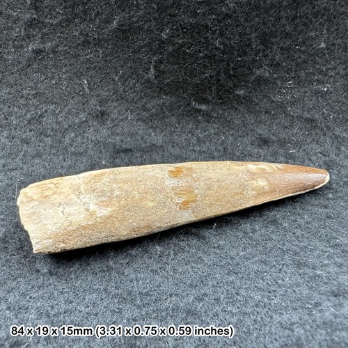 Spinosaurus dinosaur tooth - dinosaur,
