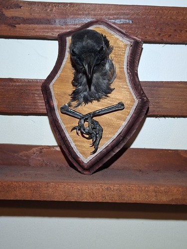Taxidermy crow head wall - taxidermy, mount