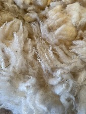   Texel Ewe Whole sheep