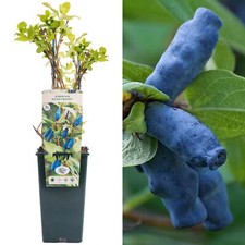 Siberian Honeyberry Lonicera Caerulea Edulis | Edible Fruit Shrub 30-50cm Potted