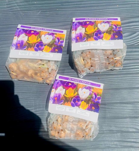 Garden bulbs mixed - garden,