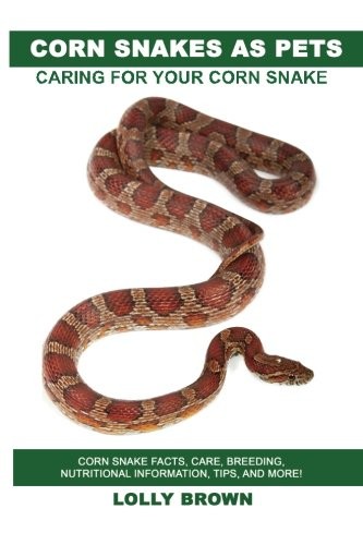 Corn snakes pets - corn,
