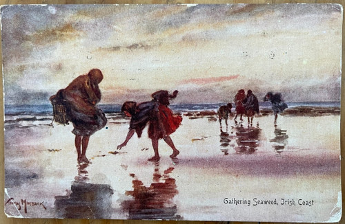 Gathering seaweed irish coast - gathering,