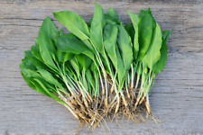 Organic wild garlic- 30 freshly lifted bulbs. Perfect time to plant for 2026!