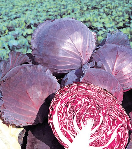 12x cabbage ruby king - cabbage, f1'