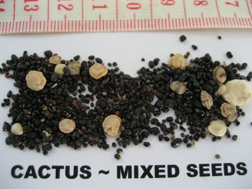 Mixed cacti seeds - mixed,