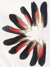 10x Naturally Moulted  Parrot