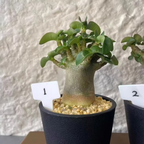 6cm succulent cactus - succulent,