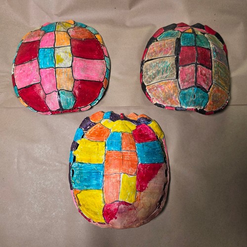 Real turtle shells multicolor - real,