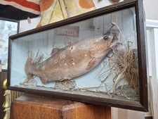 Early 20th Century Cased Brown Trout Carved Trophy/Presentation Model Fish. 