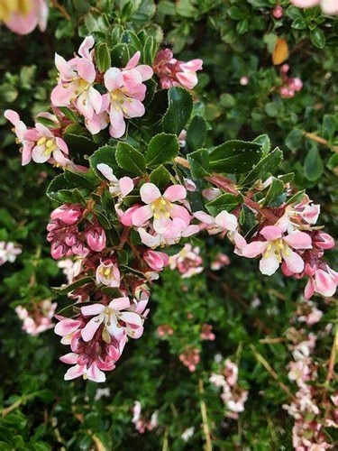 Shrub escallonia hedging - shrub,
