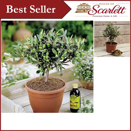 Mature olivia europeana olive - mature,