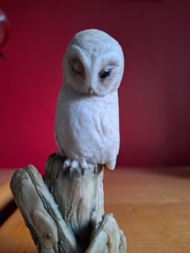 Teviotdale little owlet - little, on