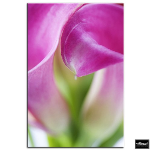 Flowers botanical floral box - ,