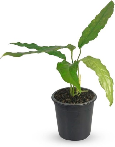 Monstera amazonica swiss - amazonica,