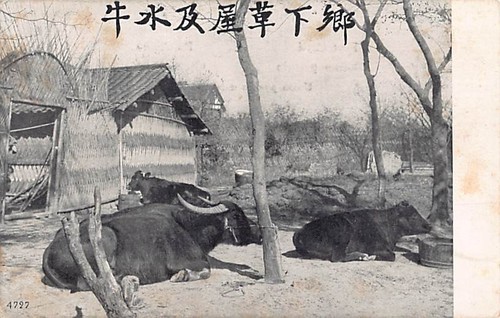 China view chinese oxen - china,