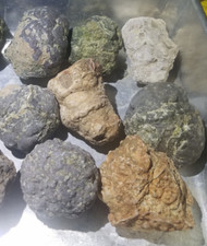 1-lb LOT = 7 to 8 Oregon