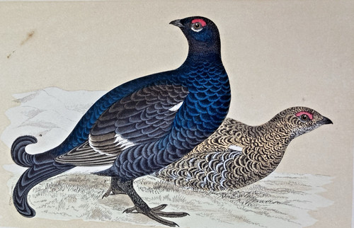 Black grouse antique hand - grouse,