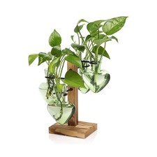 Plant Terrarium Propagation