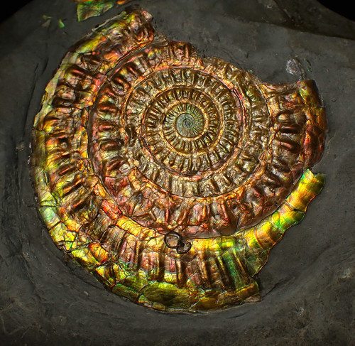 Large rainbow iridescent