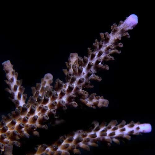 Aquacultured indo purple - indo,