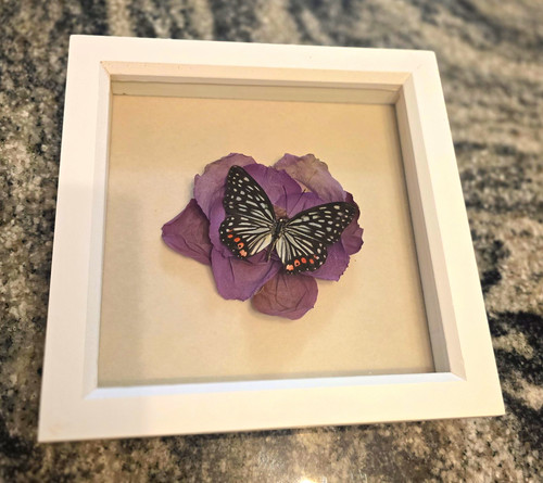 Mounted butterfly taxidermy - mounted,