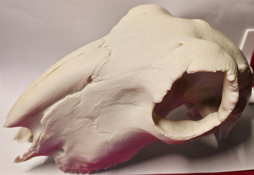 Printed sheep skull life - printed,