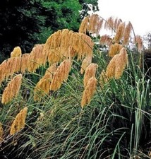Fulvida Pampas Plume Golden
