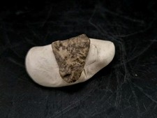 Fossil dinosaur permineralized - fossil,