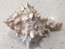 Murex Ramosus Spiny Conch Sea
