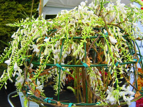 Large 9ft 10ft - 9ft-10ft, wisteria