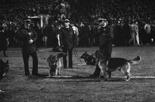 Policemen with police dogs