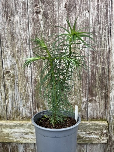 China fir tree - fir,