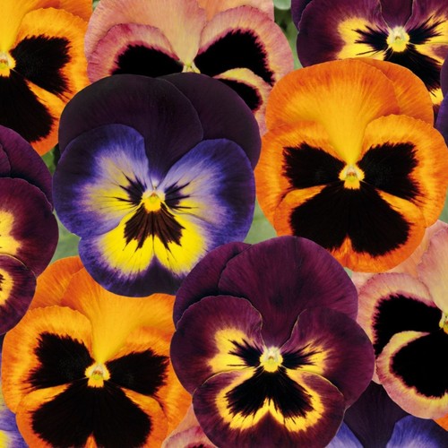 Pansy mini plug plants