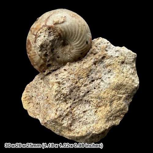 Sphaeroceras auritum - sphaeroceras, cf.
