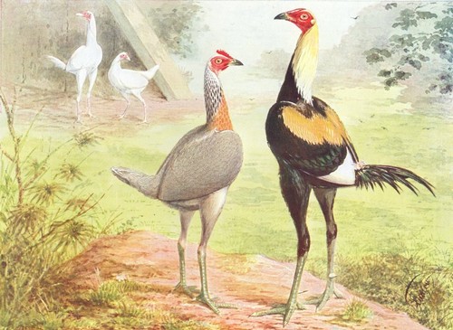 Birds cock fighting game - cock,