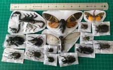 15 Real Insects Beetle Cicada