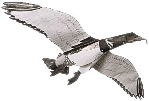 Jackite loon decoy kite - jackite,