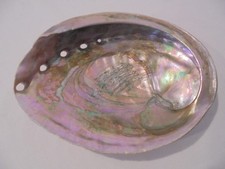 VINTAGE ABALONE MOTHER OF PEARL SEA SHELL - 19½ cm x 15 cm 