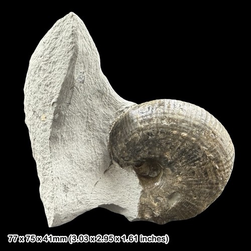 Becheiceras ammonite fossil - becheiceras,