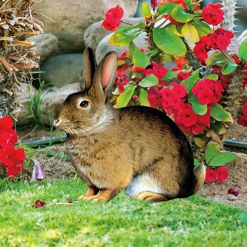 Charming acrylic animal garden - charming,