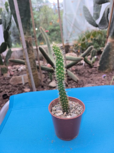 Aporocactus martenianus - aporocactus,