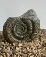 Whitby Snakestone Ammonite Pyrite Fossil:  Jurassic Curio St Hilda