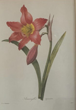 The National History Museum  "AMARYLLIS EQUESTRE" by Pierre-Joseph REDOUTE