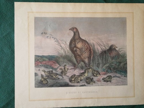 Antique colour lithograph a - colour, lithograph-a