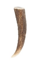 Scottish Traditional Staghorn