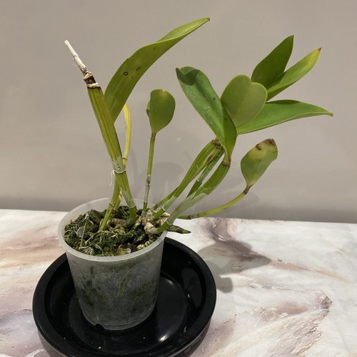 Cattleya noid orchid plant - orchid, fs