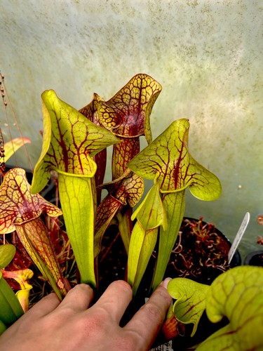 Sarracenia catesbaei - sarracenia, x