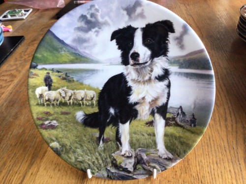 Border collie dog plate - dog,